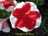 IMG_0324_Pandora's Box.jpg