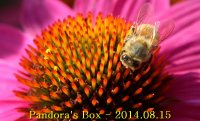 IMG_0165_resize_Pandora's Box.jpg