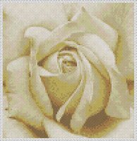 rosa branca 7.0.jpg