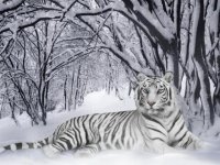 Snow tiger.jpg