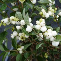 Symphoricarpus-albus-laevigatus-5.jpg