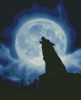 lupo nella notte.jpg