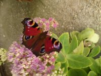 DSC01146.JPG
