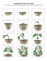 Plants_lifecycle_pieces.jpg