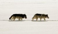 wolves_winter_yellowstone_national_park.jpg