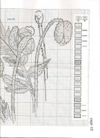 orchidea259.jpg