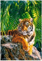 szumatrai tigris.jpg