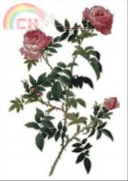 GK 356 Rosa Sepium.jpg