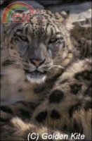 GK 552 Snow Leopard.jpg