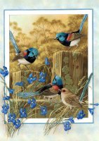 Variegated Wren.jpg