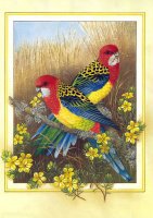 Easter Rosella.jpg