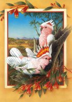 Major M cockatoo.jpg