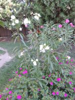 DSCN7393.JPG