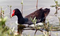 Gallinula_chloropus_Common_Moorhen_750px.jpg