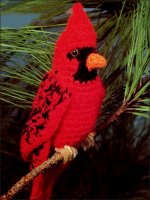 Cardinal bird.jpg