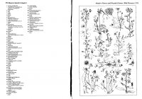658-659 Mezei és útszéli virágok I.JPG