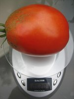 goliath pear tomato 001.JPG