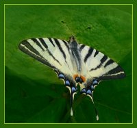 11023Kardos-med.jpg