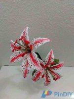 Candy Cane Oriental Lily.jpg