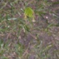 Frosch