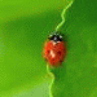 _Ladybug