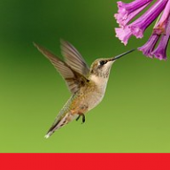 Foditatus