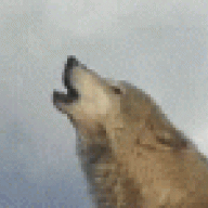 zöldfarkas