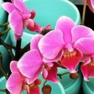 Orchidea65