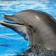 delfin929