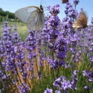 Levendula51