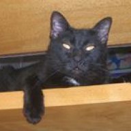 Kasimir Gatto