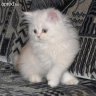 hsandor