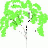 birch5
