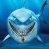 shark75