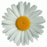 daisy1m