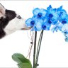 Orchidea 22