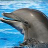 delfin929