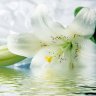 LILIOM85