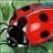 ladybug7spots