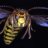 HerbieHornet