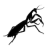 amantis