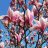 tulipánmagnólia