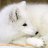 Snowfox
