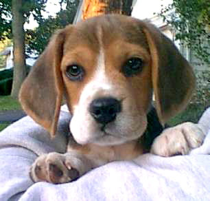 beagle_3_491236_67632.jpg