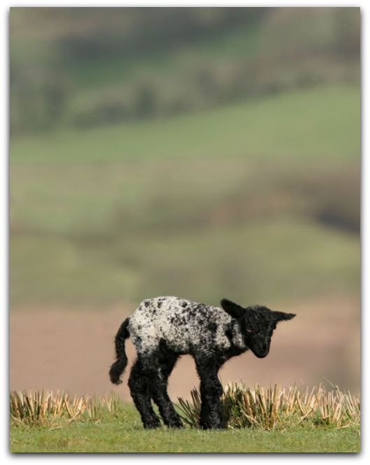 black-sheep-frame.jpg