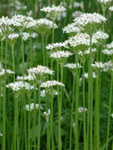 allium_tuberosum2.jpg