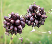 allium_scorodoprasum.jpg