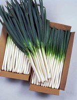 allium_fistulosum4.jpg