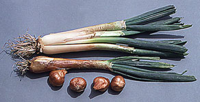 allium_cepa_var..jpg
