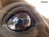 szem.JPG